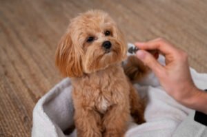Hemp Oil vs CBD Oil for Dogs