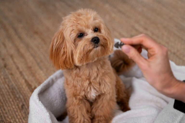 Hemp Oil vs CBD Oil for Dogs