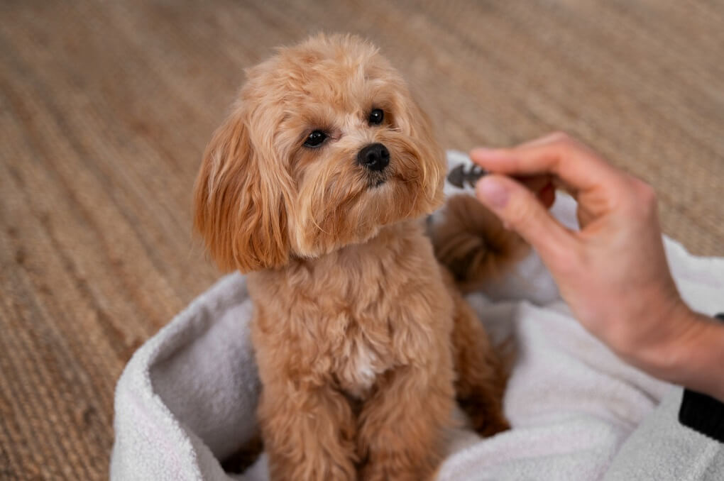 Hemp Oil vs CBD Oil for Dogs