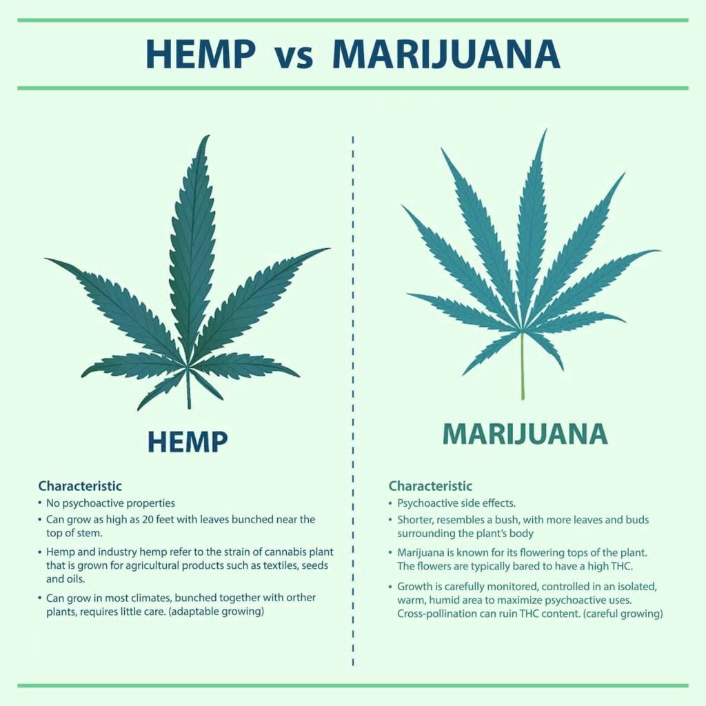 difference between hemp and marijuana